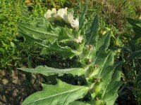 Hyoscyamus niger 17, Bilzenkruid, Saxifraga-Rutger Barendse
