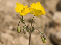 Hypecoum imberbe 1, Saxifraga-Jan van der Straaten