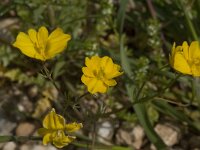 Hypecoum imberbe 2, Saxifraga-Willem van Kruijsbergen