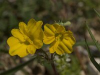 Hypecoum imberbe 3, Saxifraga-Willem van Kruijsbergen