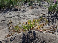 Hypecoum procumbens 1, Saxifraga-Jeroen Willemsen