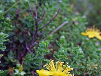 Hypericum balearicum