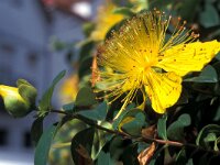 Hypericum calycinum, Rose-of-Sharon