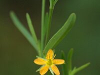 Hypericum canadense