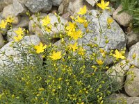 Hypericum coris 1, Saxifraga-Jan van der Straaten