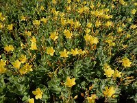 Hypericum elodes 70, Moerashertshooi, Saxifraga-Ed Stikvoort : Halsters Laag A900