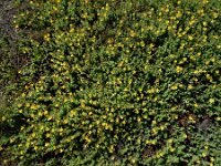 Hypericum elodes 71, Moerashertshooi, Saxifraga-Ed Stikvoort : Halsters Laag A900