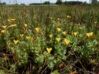 Hypericum elodes 72, Moerashertshooi, Saxifraga-Ed Stikvoort : Halsters Laag A900