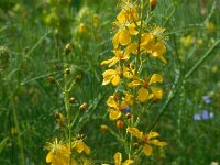 Hypericum elongatum