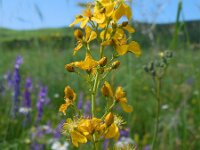 Hypericum elongatum 2, Saxifraga-Ed Stikvoort