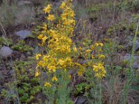 Hypericum elongatum 4, Saxifraga-Ed Stikvoort