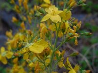 Hypericum elongatum 5, Saxifraga-Ed Stikvoort