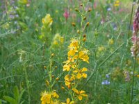 Hypericum elongatum 6, Saxifraga-Ed Stikvoort