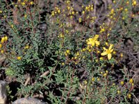 Hypericum empetrifolium 1, Saxifraga-Jan van der Straten