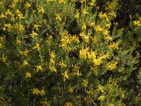 Hypericum empetrifolium 2, Saxifraga-Jan van der Straaten