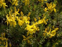 Hypericum empetrifolium 4, Saxifraga-Jan van der Straaten