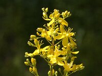 Hypericum empetrifolium 5, Saxifraga-Jan van der Straaten