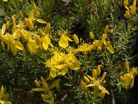 Hypericum empetrifolium 6, Saxifraga-Willem van Kruijsbergen