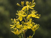 Hypericum empetrifolium 7, Saxifraga-Willem van Kruijsbergen