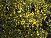 Hypericum empetrifolium 8, Saxifraga-Willem van Kruijsbergen