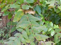 Hypericum grandifolium 1, Saxifraga-Rutger Barendse