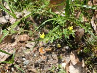 Hypericum humifusum 22, Lligend hertshooi, Saxifraga-Michiel Drok
