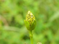 Hypericum maculatum ssp obtusiusculum 11, Saxifraga-Rutger Barendse