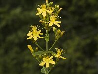 Hypericum pulchrum, Slender St Johns-wort