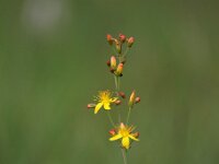 Hypericum pulchrum 11, Fraai hertshooi, Saxifraga-Hans Dekker