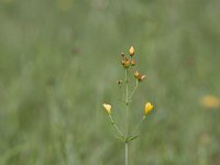 Hypericum pulchrum 12, Fraai hertshooi, Saxifraga-Mark Zekhuis