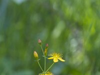 Hypericum pulchrum 14, Fraai hertshooi, Saxifraga-Jan Nijendijk