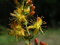 Hypericum pulchrum 20, Fraai hertshooi, Saxifraga-Ed Stikvoort : viroin2011