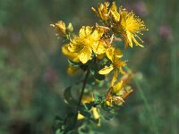 Hypericum richeri