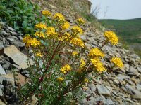 Hypericum scabrum