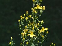 Hypericum tetrapterum, Square-stalked St Johns-wort