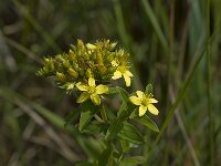 Hypericum tetrapterum 2, Gevleugeld hertshooi, Saxifraga-Willem van Kruijsbergen