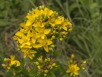 Hypericum tetrapterum 3, Gevleugeld hertshooi, Saxifraga-Jan van der Straaten