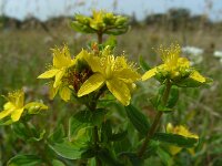 Hypericum tetrapterum 5, Gevleugeld hertshooi, Saxifraga-Ed Stikvoort