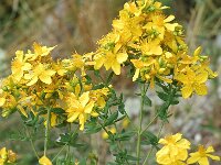 Hypericum x desetangsii 1, Saxifraga-Jan van der Straaten