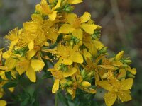 Hypericum x desetangsii 2, Saxifraga-Jan van der Straaten