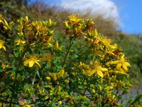 Hypericum x desetangsii 3, Frans hertshooi, Saxifraga-Ed Stikvoort