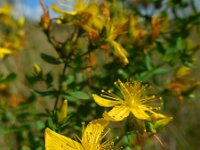 Hypericum x desetangsii 5, Frans hertshooi, Saxifraga-Ed Stikvoort