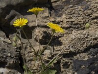 Hypochaeris achyrophorus 1, Saxifraga-Willem van Kruijsbergen