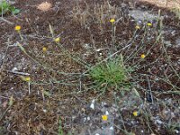 Hypochaeris glabra 31, Glad biggenkruid, Saxifraga-Peter Meininger