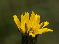 Hypochaeris radicata 22, Gewoon biggenkruid, Saxifraga-Jan van der Straaten
