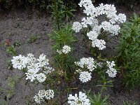 Iberis amara 6, Bittere scheefbloem, Saxifraga-Ed Stikvoort : duindoorn Kop van Schouwen s9900