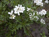 Iberis amara 7, Bittere scheefbloem, Saxifraga-Ed Stikvoort : weichselboom Kop van Schouwen Zutphen Beesd - Culemborg Breda