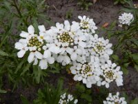 Iberis amara 8, Bittere scheefbloem, Saxifraga-Ed Stikvoort : weichselboom Kop van Schouwen Zutphen Beesd - Culemborg Breda