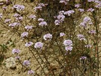 Iberis intermedia 1, Saxifraga-Jan van der Straaten