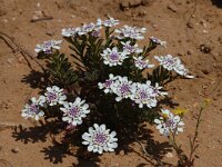 Iberis procumbens 1, Saxifraga-Jan van der Straaten